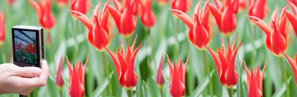 The Garden of Good and Media