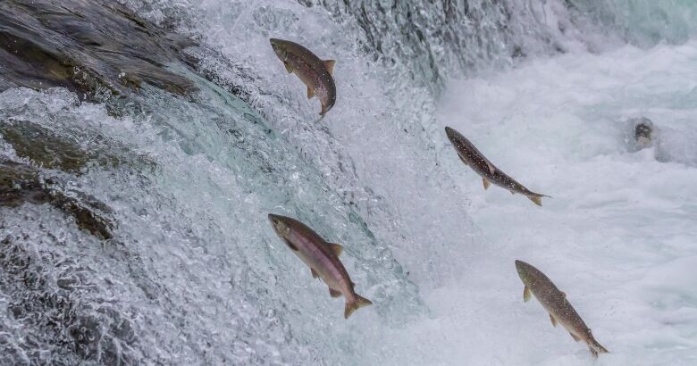 Swimming Upstream: Shift L&D Projects from Waterfall to Agile