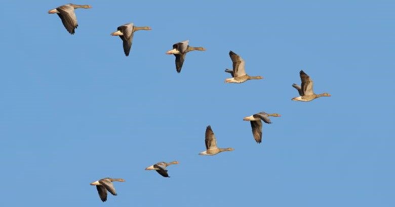 The Alignment Advantage: How Learning Teams Can Drive Strategic Value